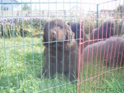 Превью фото № 164627