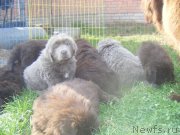 Превью фото № 164628