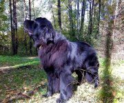 Превью фото № 164661