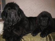 Превью фото № 164675