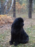 Превью фото № 164718