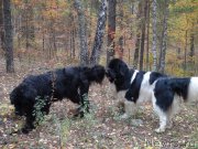 Превью фото № 164720