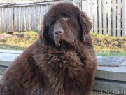 Превью фото № 164723