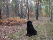 Превью фото № 164724