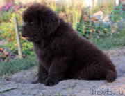 Превью фото № 164757