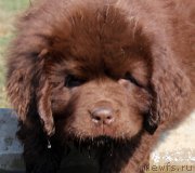 Превью фото № 164758