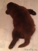 Превью фото № 164792