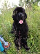 Превью фото № 164821