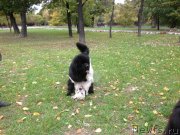 Превью фото № 164826