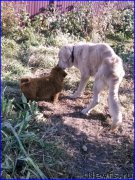 Превью фото № 164848