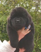 Превью фото № 164884