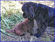 Превью фото № 164886