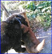 Превью фото № 164887