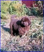 Превью фото № 164903