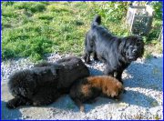 Превью фото № 164907