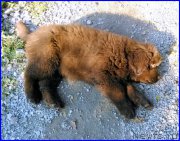 Превью фото № 164911