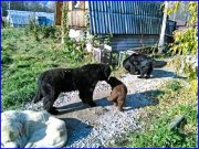 Превью фото № 164914