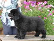 Превью фото № 164988