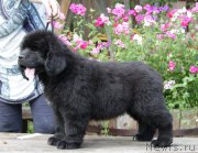 Превью фото № 164993