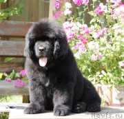 Превью фото № 164995