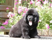 Превью фото № 164997