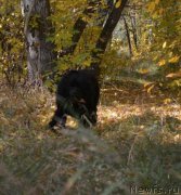 Превью фото № 165024