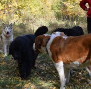 Превью фото № 165026