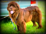 Превью фото № 165040