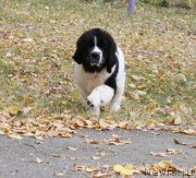 Превью фото № 165086