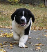 Превью фото № 165088