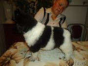 Превью фото № 165125