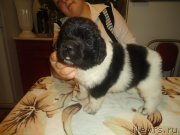 Превью фото № 165126