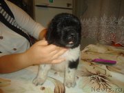 Превью фото № 165127