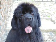 Превью фото № 165184