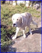 Превью фото № 165216