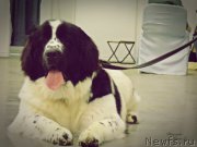 Превью фото № 165297