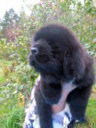 Превью фото № 165350