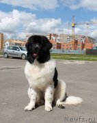 Превью фото № 165355