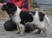 Превью фото № 165360