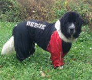 Превью фото № 165373