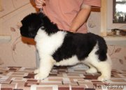 Превью фото № 165386