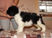 Превью фото № 165416