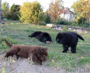 Превью фото № 165424