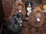 Превью фото № 165426