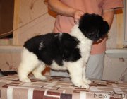 Превью фото № 165428