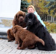 Превью фото № 165515