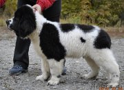 Превью фото № 165542