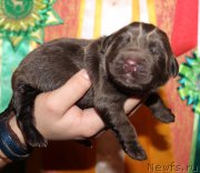 Превью фото № 165556