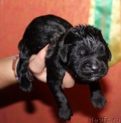 Превью фото № 165560