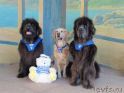 Превью фото № 165636